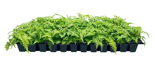 Japanese Painted Fern | Live Plants | Athyrium Niponicum | Shade Garden Essential | Lush Foliage Accent