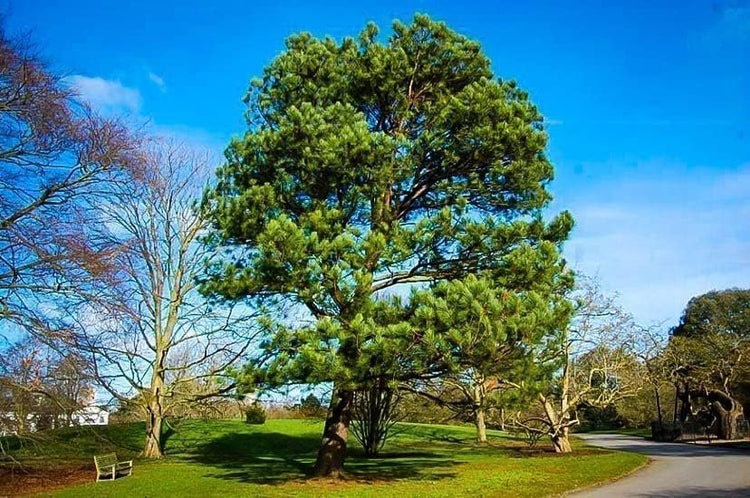 Loblolly Pine Tree Plants | Live Seedlings | Pinus Taeda | Fast-Growing Evergreen for Landscaping | Ideal Plants for Large Spaces