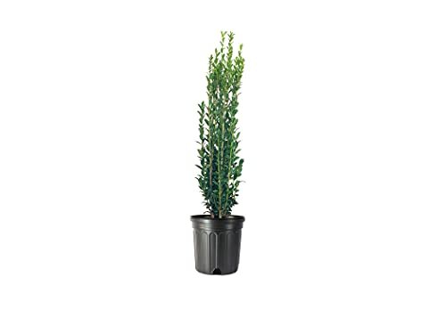 Sky Pencil Japanese Holly - Live Gallon Size Plants - Ilex Crenata - Low Maintenance Formal Evergreen Hedge