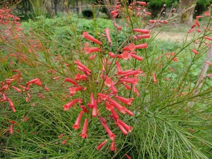 Firecracker Plant I Live Plants I Russelia Equisetiformis I Vibrant Red Tubular Flowers, Hummingbird Attracting, Heat-Tolerant, Perfect for Borders and Containers