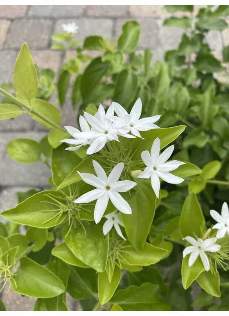 Downy Jasmine | Live Plants | Jasminum Multiflorum | Beautiful Blooming Vine-Like Shrub