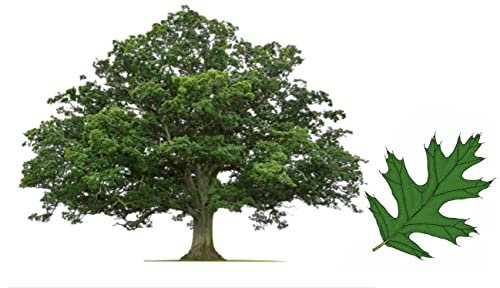 Shumard Red Oak | Live Trees | Quercus Shumardii | Drought Tolerant Weather Resistant Shade Planting