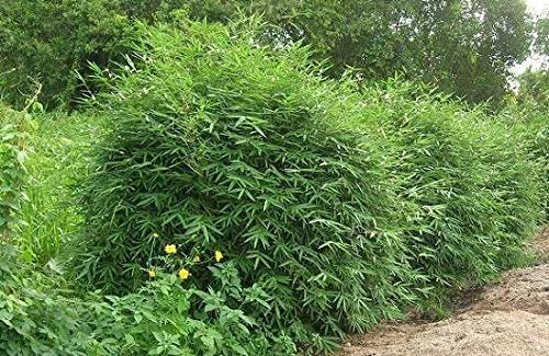 Fern Leaf Bamboo - Live Plant - Bambusa Multiplex - Inch Pot - Non-invasive Clumping Privacy Hedge