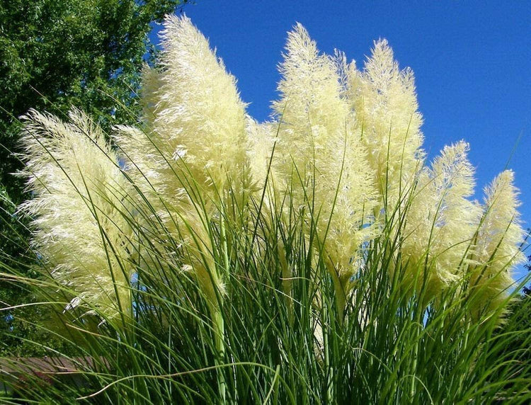 Pampas Grass | Cortaderia Selloana | Live Plants | Flowering Ornamental Foliage