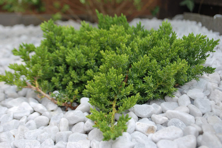 Juniper Procumbens Nana - Live Plants - Drought Tolerant Evergreen Groundcover - Great for Bonsai