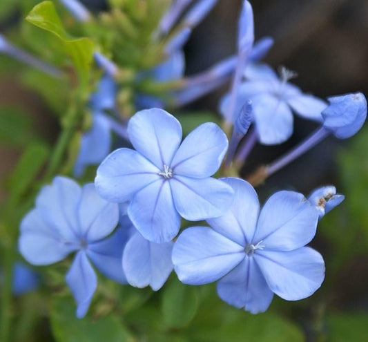 Plumbago Imperial Blue | Extra Large 3 Gallon Plants | Plumbago auriculata | Flowering Shrub | Drought Tolerant