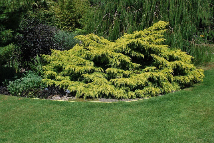 Old Gold Juniper - Live Gallon Size Plants - Juniperus Chinensis - Drought Tolerant Cold Hardy Evergreen Groundcover