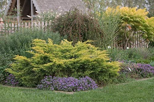 Saybrook Gold Juniper - 60 Live Plants - Drought Tolerant Cold Hardy Evergreen