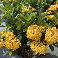 Ixora Yellow | Extra Large Gallon Plants | Ixora chinensis | Bright Garden Highlight | Sun-Loving Tropical Shrub