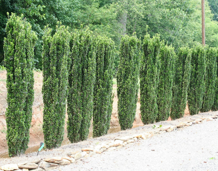 Sky Pencil Holly | Extra Large Gallon Plants | Ilex crenata 'Sky Pencil' | Vertical Garden Accent | Ideal for Tight Spaces