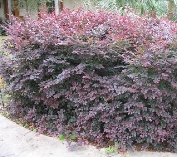 Loropetalum Ruby | Extra Large Gallon Plants | Loropetalum Chinense 'Ruby' | Vibrant Garden Addition | Easy-Grow Foliage