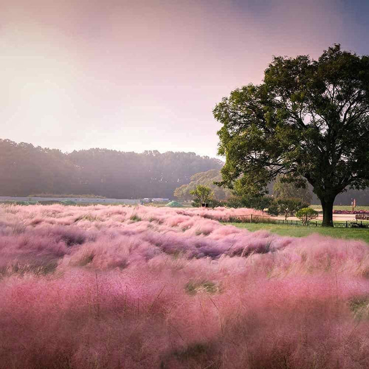 Muhly Grass - Live 1 Gallon Plants - Muhlenbergia Capillaris - Hairawn Muhly | Drought Tolerant Pink Blooming Ornamental Grass