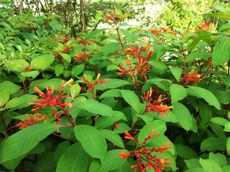 Firebush Dwarf | Extra Large Gallon Plants | Hamelia Patens | Hardy Outdoor Shrub | Garden Landscape Addition