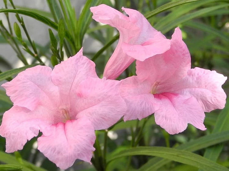 Pink Mexican Petunia | Live Plants | Ruellia Brittoniana | Drought Tolerant Low Maintenance Blooming Butterfly Bush