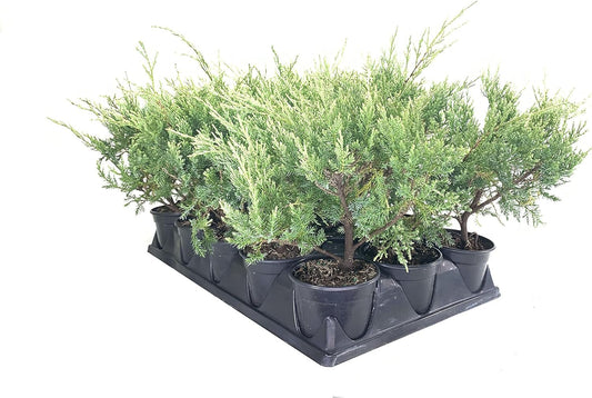 Blue Pfitzer Juniper | Live 4 Inch Pots | Juniperus Chinensis | Drought Tolerant Cold Hardy Evergreen Groundcover Plants