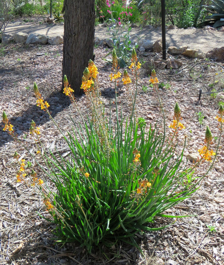 Bulbine Yellow | Live Gallon Size Plants | Bright Yellow Flowering Succulent, Live Plant, Perfect for Sunny Gardens, Drought-Tolerant Landscape Addition