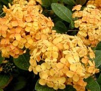 Ixora Yellow | Extra Large Gallon Plants | Ixora chinensis | Bright Garden Highlight | Sun-Loving Tropical Shrub