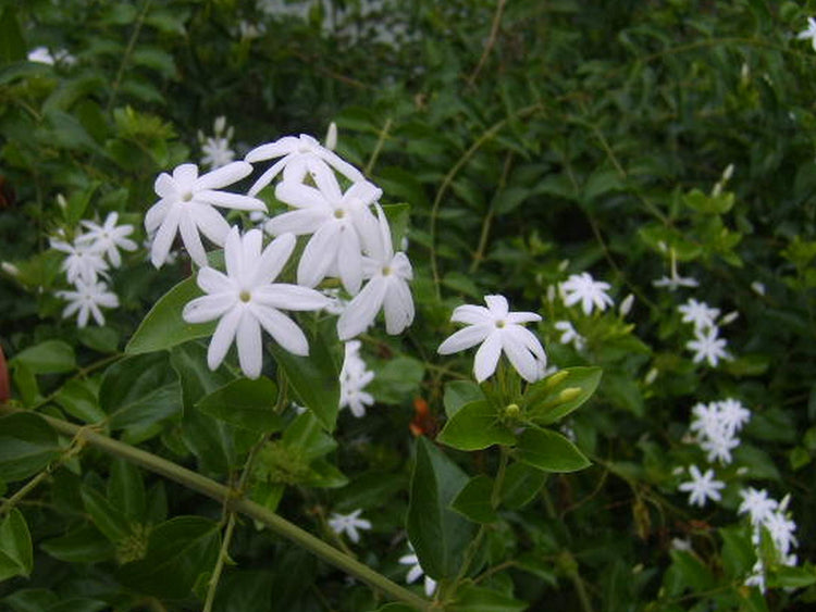 Downy Jasmine | Live Plants | Jasminum Multiflorum | Beautiful Blooming Vine-Like Shrub