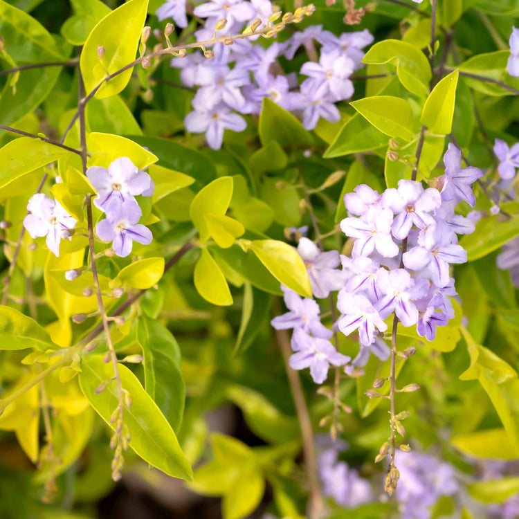 Duranta Gold Mound | Live Quart Size Plant | Duranta Erecta 'Gold Mound' | Vibrant Foliage | Landscape Accent Shrub Hedge