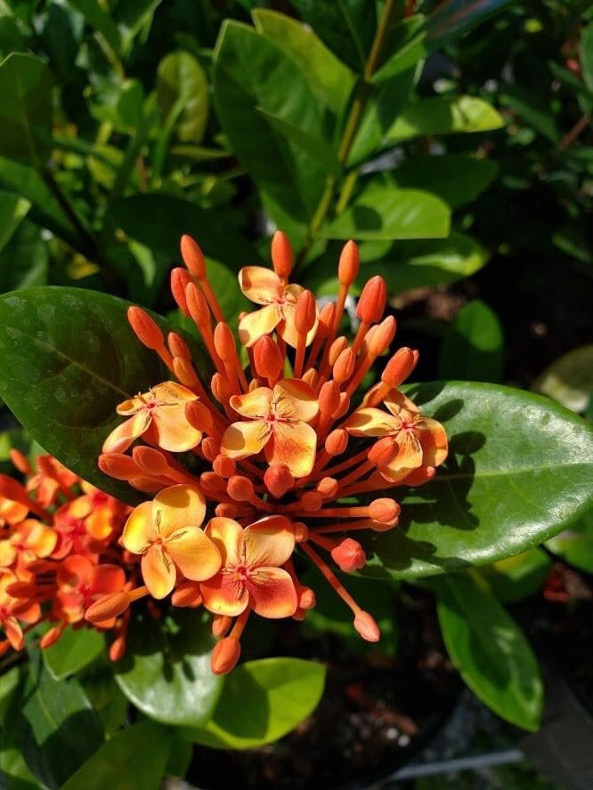 Ixora Maui Red | Extra Large Gallon Plants | Ixora coccinea | Tropical Garden Favorite | Lush Flowering Shrub