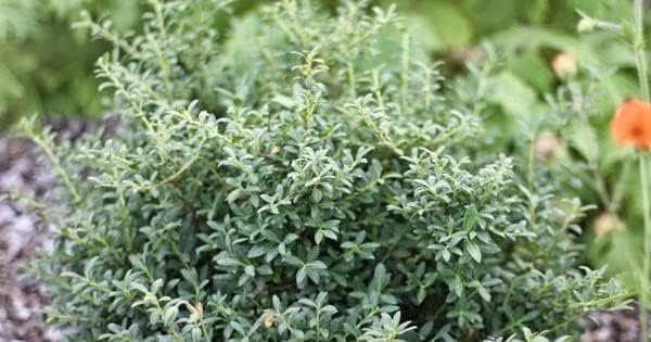 Soft Touch Compact Japanese Holly | Live Plants | Ilex crenata | Low Maintenance Evergreen Shrub