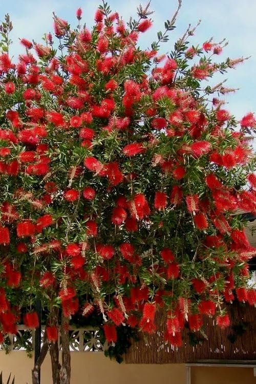 Bottlebrush Red Cluster | Live Quart Size Plants | Callistemon citrinus | Perfect for Gardens & Landscaping | Easy to Grow & Low Maintenance Vibrant Shrub