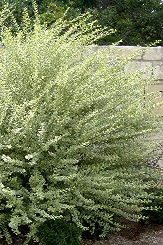 Ligustrum Sinense Variegated - Live Plants - Chinense Privet Sinense - Deciduous Flowering Ornamental Shrub