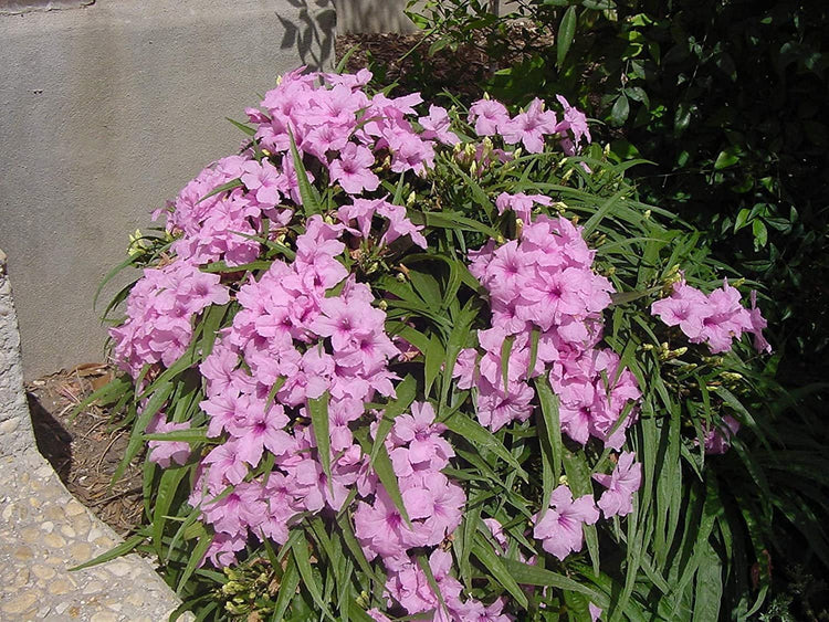 Dwarf Mexican Petunia Pink | Katie's Dwarf Ruellia Brittoniana | Live Plants | Drought Tolerant Blooming Butterfly Bush