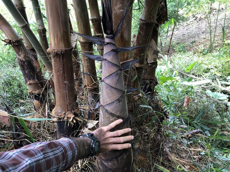 Dendrocalamus Asper Bamboo | Live Plants | Fast-Growing Giant Bamboo | Ideal for Indoor/Outdoor Green Spaces, Landscaping & Eco-Friendly Decor | Also Known As Dragon or Rough Bamboo