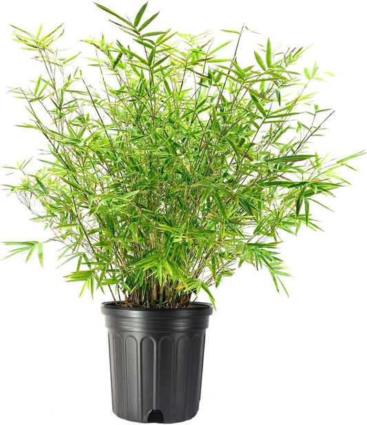 Golden Hedge Bamboo | Extra Large Gallon Plants | Bambusa Multiplex | Clumping Non-Invasive Screening Live Bamboo