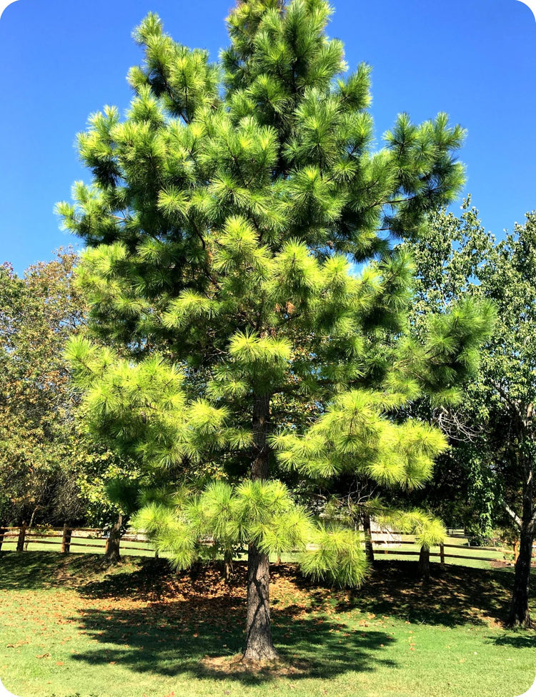 Loblolly Pine Tree | Large Gallon Size Pots | Pinus Taeda | Fast-Growing Evergreen | Shade Tree Plants