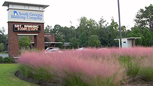 Pink Muhly Grass | 3 Large Live Plants | Muhlenbergia Capillaris | Hairawn Muhly | Blooming Ornamental Foliage