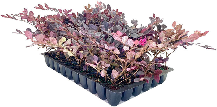 Loropetalum Carolina Midnight | Live Plants | Chinensis Rubrum | Evergreen Shrub Blooming Hedge