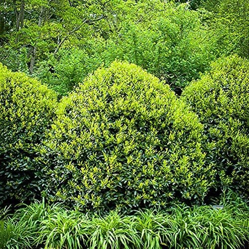 Needlepoint Chinese Holly - Ilex Cornuta - 50 Live Plants - Low Maintenance Screening Evergreen