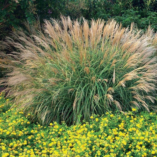 Adagio Maiden Grass | Live 4 Inch Pots | Miscanthus Sinensis | Fast Growing Cold Hardy Ornamental Plants