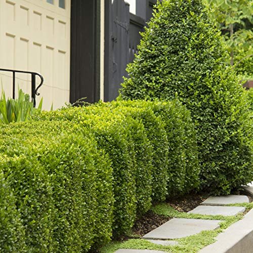 Winter Green Korean Boxwood - Live Plants - Buxus Microphylla - Fast Growing Cold Hardy Formal Evergreen Shrub