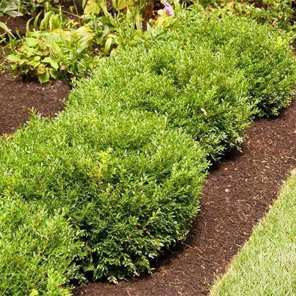 Soft Touch Compact Japanese Holly I Live Quart Size Plants | Dense, Evergreen Shrub Ideal for Low Borders and Decorative Landscaping (5 Plants)