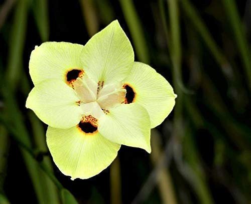 African Iris Yellow - Live Plants - Dietes Vegeta - Drought Tolerant Groundcover Grass