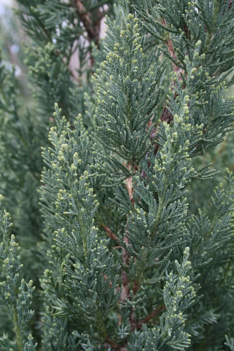 Blue Point Juniper Tree | Live Inch Pots | Juniperus Chinensis | Hardy Evergreen Shrub | Perfect for Landscaping | Low Maintenance Plants