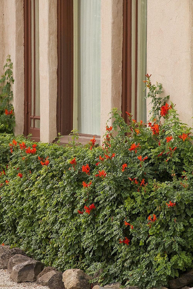 Cape Honeysuckle | Live Plants | Tecomaria Capensis | Birds & Butterfly Attracting Versatile Shrub