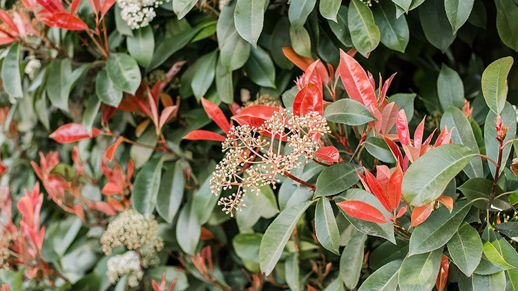 Photinia Red Tip | Extra Large Gallon Plants | Photinia x Fraseri | Evergreen Landscape Hedge Shrub