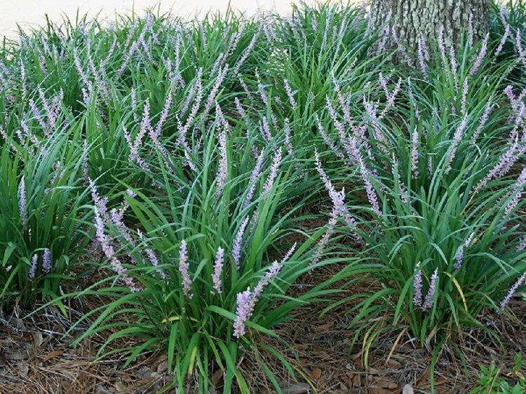 Liriope Emerald Goddess Muscari | Large Gallon Size Plants | Live Drought Tolerant Low Maintenance Evergreen Groundcover Grass