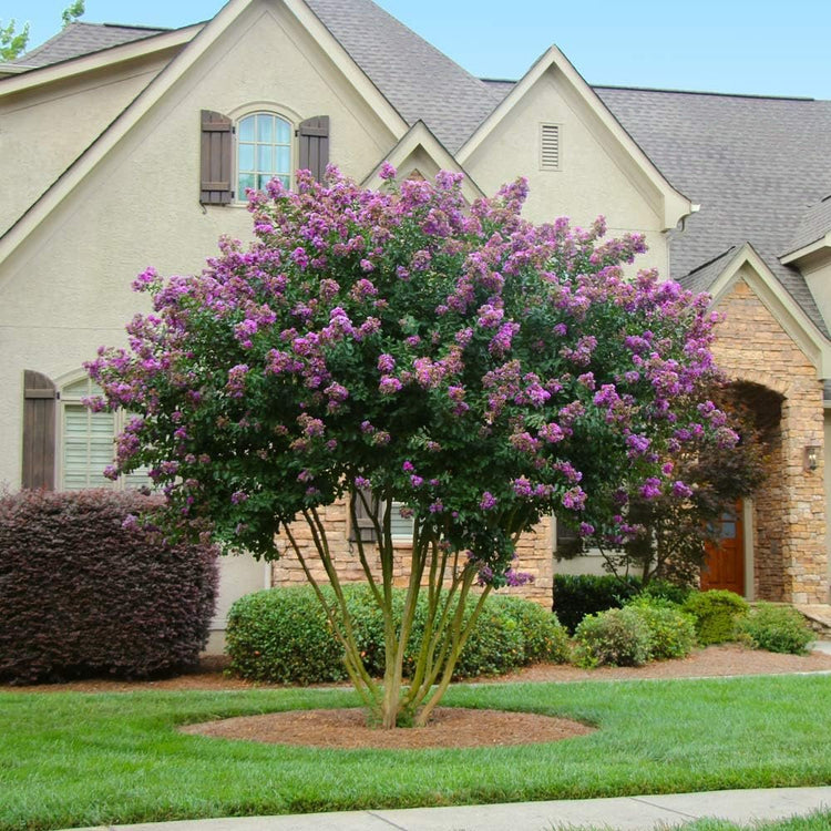 Crape Myrtle Twilight | Live Plants | Deep Purple Blooms, Premium Live Plant, Ornamental Garden Centerpiece for Stunning Seasonal Displays