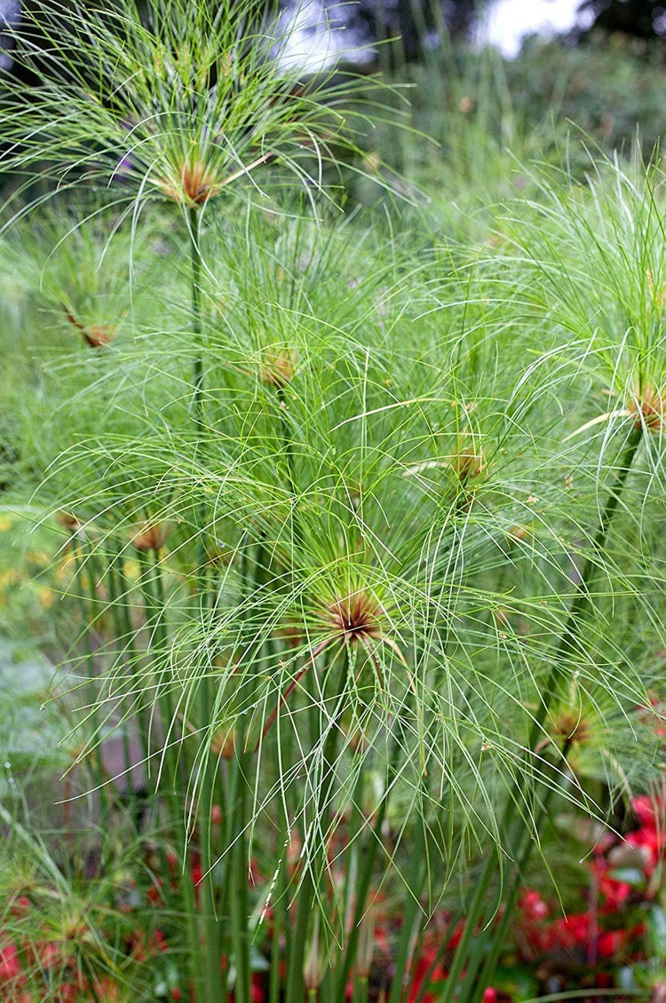 Dwarf Papyrus Plant | Live Plants | Cyperus Shade & Wet Tolerant Aquatic Foliage