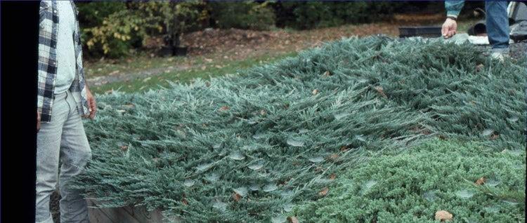 Juniper Bar Harbor - Live Plants - Juniperus Horizontalis - Drought Tolerant Cold Hardy Evergreen Ground Cover