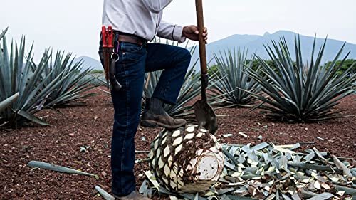 Agave Tequilana | Live Large Size Plants | Blue Weber Tequila Succulent | Drought Tolerant Hardy Ornamental Specimen