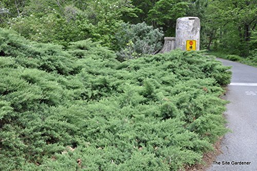 Nicks Compacta Juniper - Live Plants - Drought Tolerant Cold Hardy Evergreen