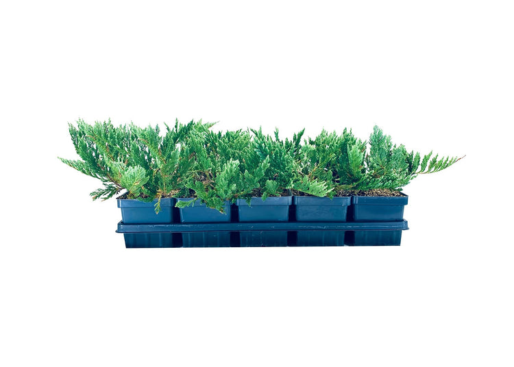 Juniper Blue Chip | Live Inch Pots | Juniperus Horizontalis | Drought Tolerant Cold Hardy Evergreen Groundcover Plants