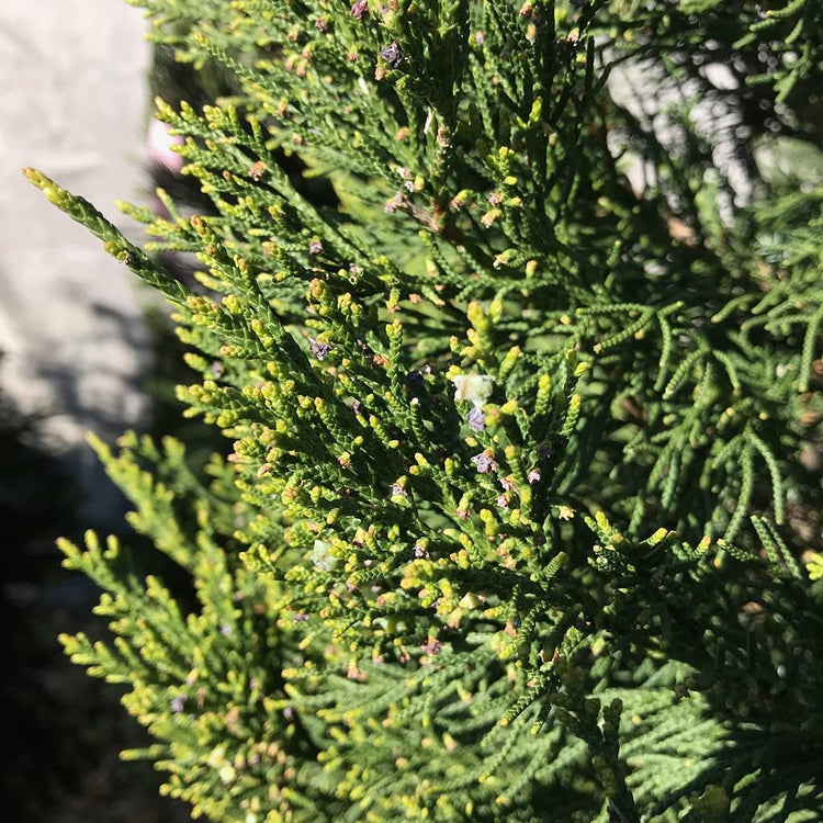 Hetzi Columnar Juniper | Live Gallon Size Trees | Juniperus Chinensis | Drought Tolerant Cold Hardy Evergreen Privacy Plants