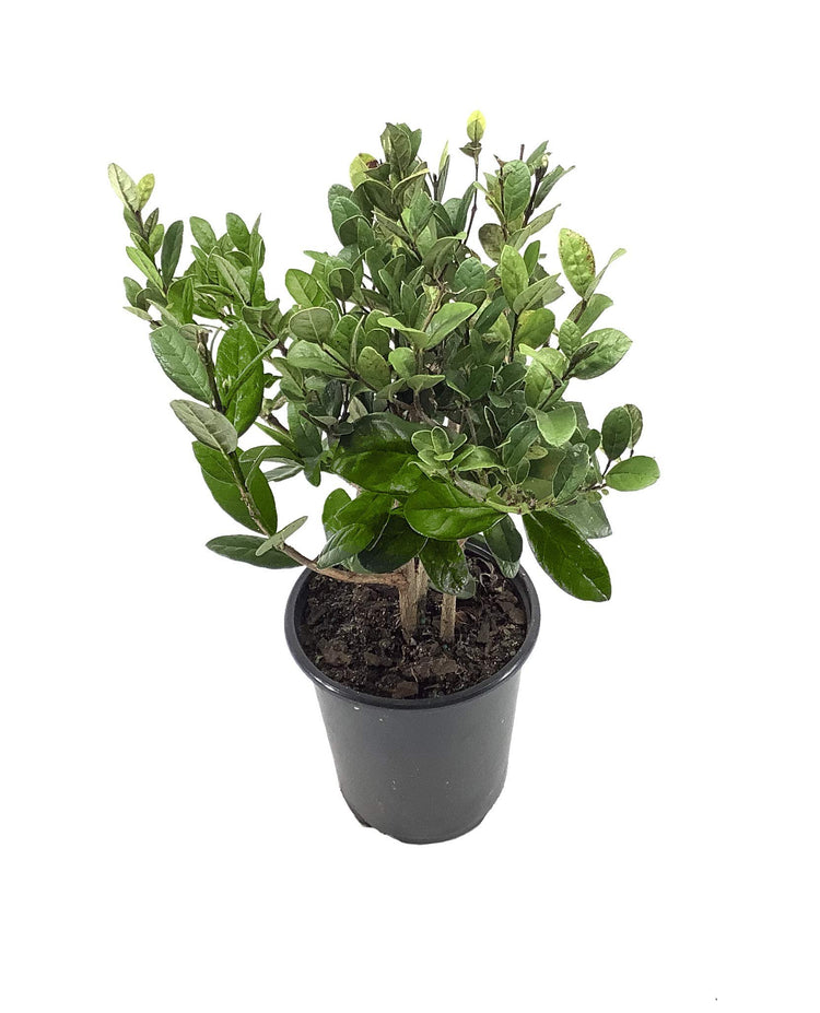 Pineapple Guava Plant - Live Inch Plants - Feijoa Sellowiana - Edible Flowers and Fruit